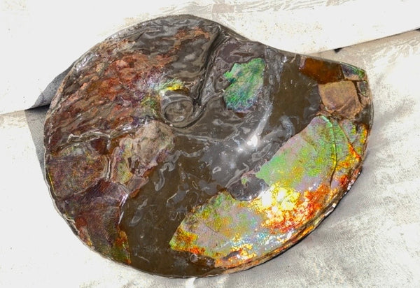 10.8” Ammolite Placenticeras Intercalare ***Free Shipping***  AF-134 Ammolite  Ammonite Fossil