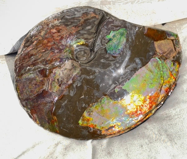 10.8” Ammolite Placenticeras Intercalare ***Free Shipping***  AF-134 Ammolite  Ammonite Fossil
