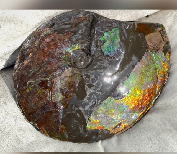 10.8” Ammolite Placenticeras Intercalare ***Free Shipping***  AF-134 Ammolite  Ammonite Fossil