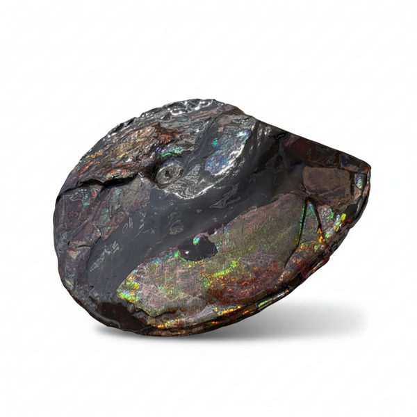 10.8” Ammolite Placenticeras Intercalare ***Free Shipping***  AF-134 Ammolite  Ammonite Fossil