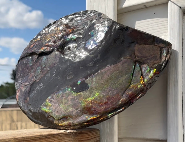 10.8” Ammolite Placenticeras Intercalare ***Free Shipping***  AF-134 Ammolite  Ammonite Fossil