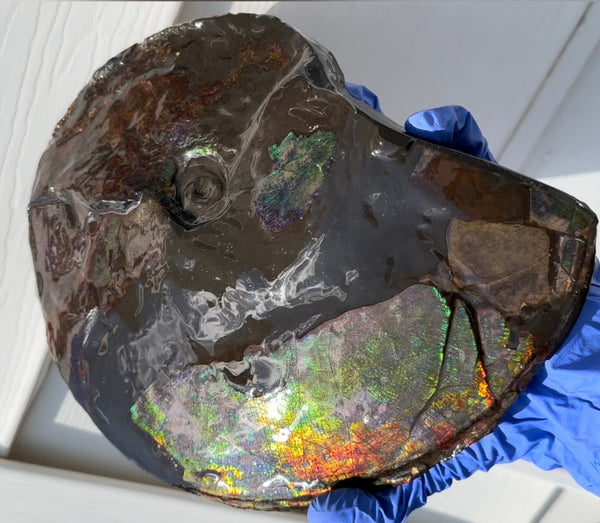 10.8” Ammolite Placenticeras Intercalare ***Free Shipping***  AF-134 Ammolite  Ammonite Fossil