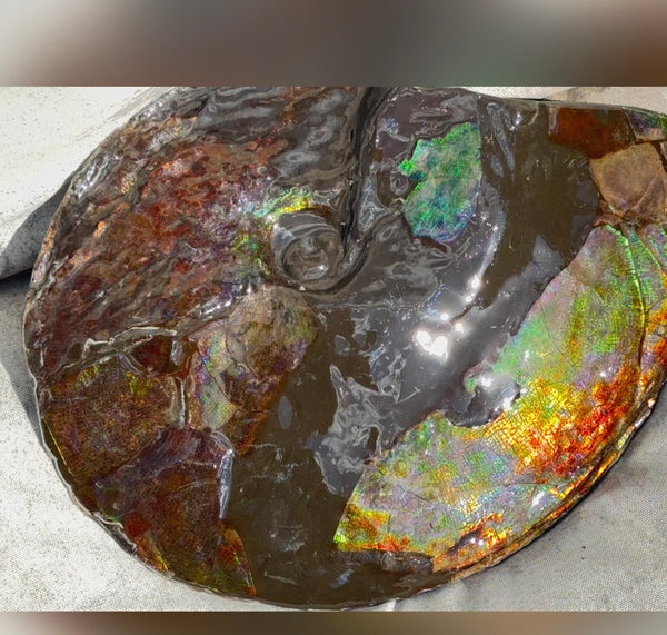 10.8” Ammolite Placenticeras Intercalare ***Free Shipping***  AF-134 Ammolite  Ammonite Fossil