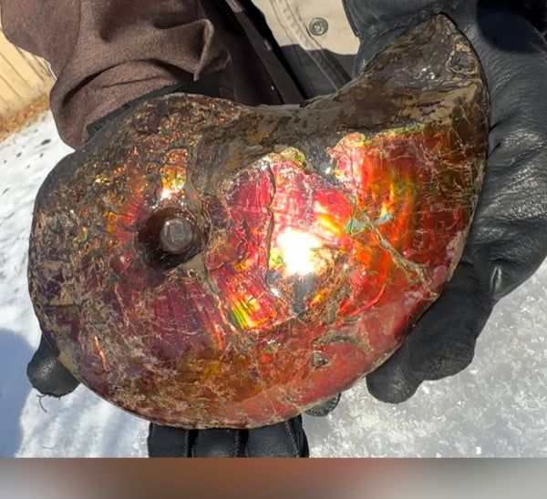 SALE!! Ammolite ,Placenticeras meeki, Double-Sided, Specimen, Fossil,Ammonite, Collector Stone,Home decor,**FREE SHIPPING***　AF-127