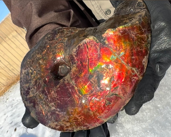 SALE!! Ammolite ,Placenticeras meeki, Double-Sided, Specimen, Fossil,Ammonite, Collector Stone,Home decor,**FREE SHIPPING***　AF-127