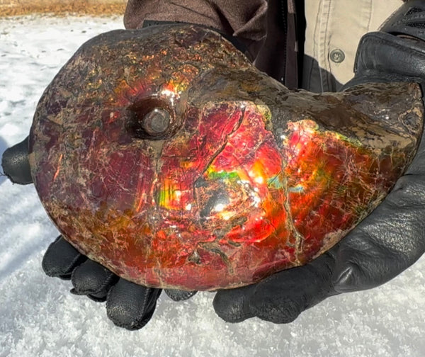 SALE!! Ammolite ,Placenticeras meeki, Double-Sided, Specimen, Fossil,Ammonite, Collector Stone,Home decor,**FREE SHIPPING***　AF-127