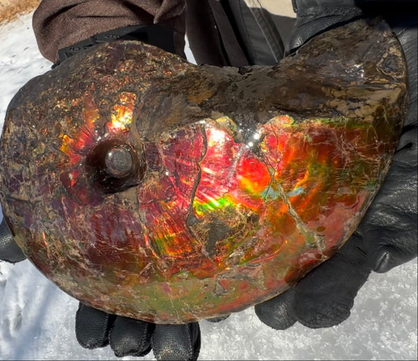 SALE!! Ammolite ,Placenticeras meeki, Double-Sided, Specimen, Fossil,Ammonite, Collector Stone,Home decor,**FREE SHIPPING***　AF-127