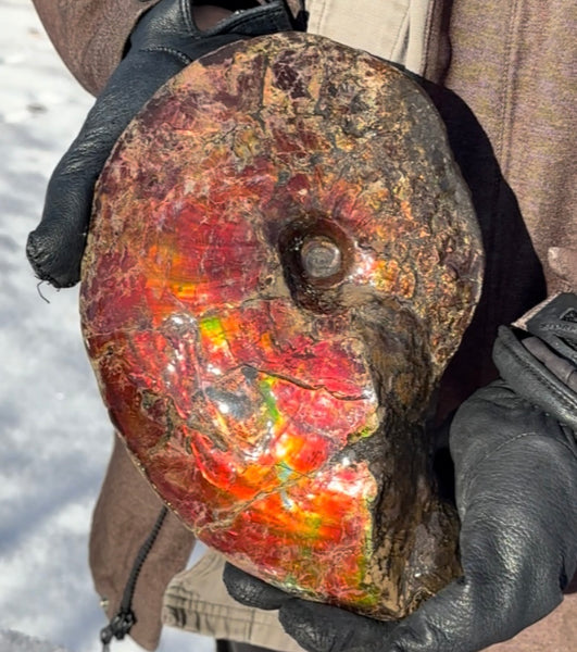 SALE!! Ammolite ,Placenticeras meeki, Double-Sided, Specimen, Fossil,Ammonite, Collector Stone,Home decor,**FREE SHIPPING***　AF-127