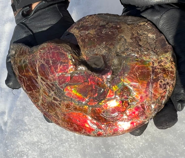 SALE!! Ammolite ,Placenticeras meeki, Double-Sided, Specimen, Fossil,Ammonite, Collector Stone,Home decor,**FREE SHIPPING***　AF-127