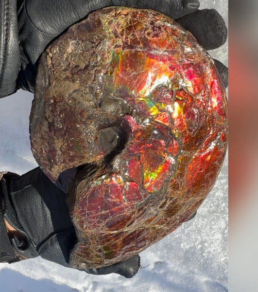 SALE!! Ammolite ,Placenticeras meeki, Double-Sided, Specimen, Fossil,Ammonite, Collector Stone,Home decor,**FREE SHIPPING***　AF-127