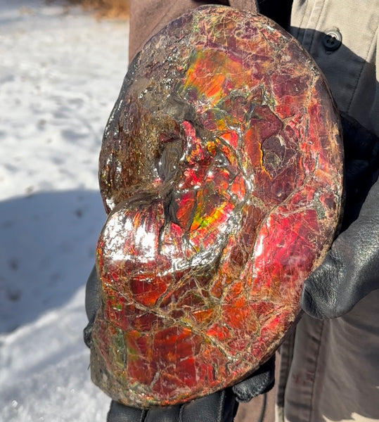 SALE!! Ammolite ,Placenticeras meeki, Double-Sided, Specimen, Fossil,Ammonite, Collector Stone,Home decor,**FREE SHIPPING***　AF-127