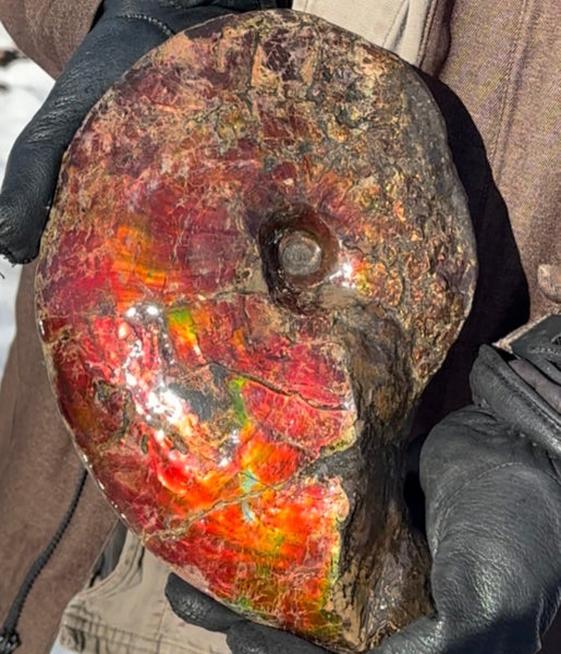 SALE!! Ammolite ,Placenticeras meeki, Double-Sided, Specimen, Fossil,Ammonite, Collector Stone,Home decor,**FREE SHIPPING***　AF-127