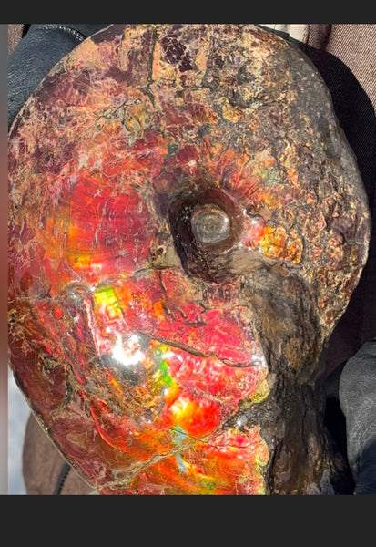 SALE!! Ammolite ,Placenticeras meeki, Double-Sided, Specimen, Fossil,Ammonite, Collector Stone,Home decor,**FREE SHIPPING***　AF-127