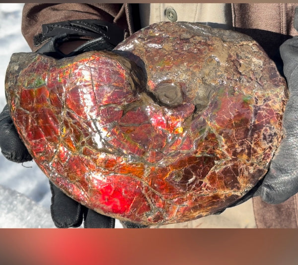 SALE!! Ammolite ,Placenticeras meeki, Double-Sided, Specimen, Fossil,Ammonite, Collector Stone,Home decor,**FREE SHIPPING***　AF-127