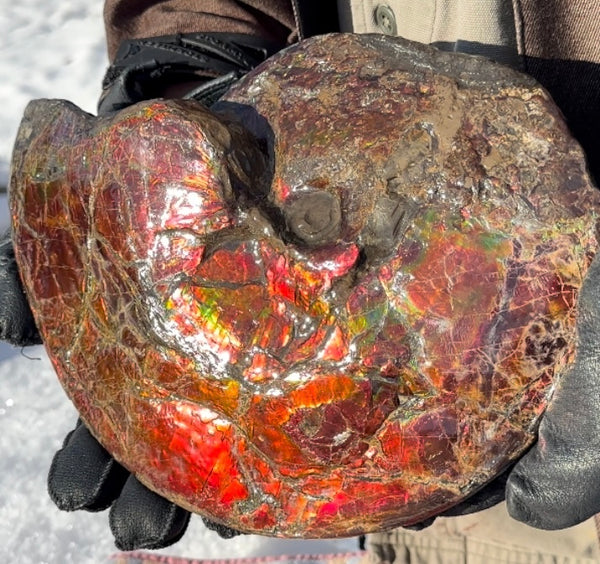 SALE!! Ammolite ,Placenticeras meeki, Double-Sided, Specimen, Fossil,Ammonite, Collector Stone,Home decor,**FREE SHIPPING***　AF-127