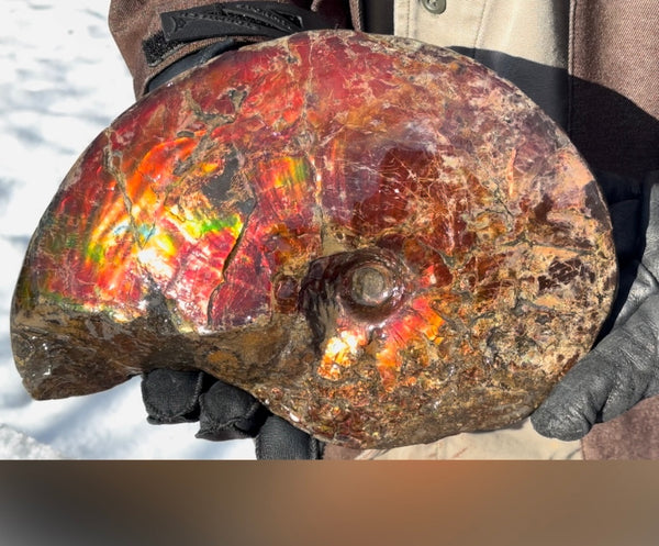 SALE!! Ammolite ,Placenticeras meeki, Double-Sided, Specimen, Fossil,Ammonite, Collector Stone,Home decor,**FREE SHIPPING***　AF-127