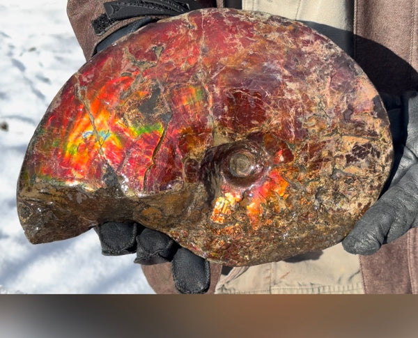 SALE!! Ammolite ,Placenticeras meeki, Double-Sided, Specimen, Fossil,Ammonite, Collector Stone,Home decor,**FREE SHIPPING***　AF-127