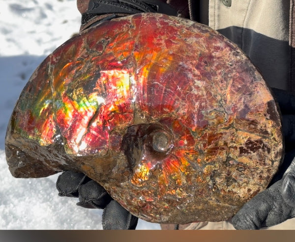 SALE!! Ammolite ,Placenticeras meeki, Double-Sided, Specimen, Fossil,Ammonite, Collector Stone,Home decor,**FREE SHIPPING***　AF-127