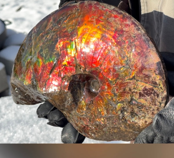 SALE!! Ammolite ,Placenticeras meeki, Double-Sided, Specimen, Fossil,Ammonite, Collector Stone,Home decor,**FREE SHIPPING***　AF-127
