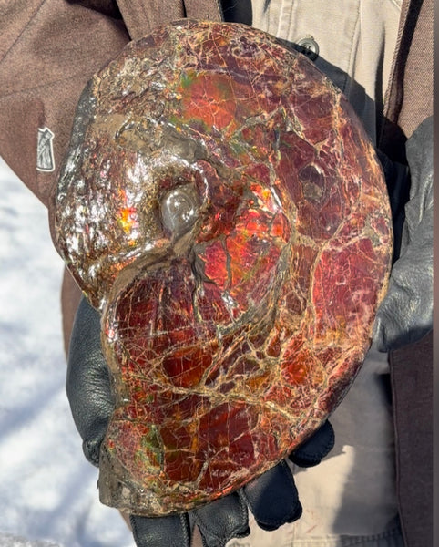 SALE!! Ammolite ,Placenticeras meeki, Double-Sided, Specimen, Fossil,Ammonite, Collector Stone,Home decor,**FREE SHIPPING***　AF-127