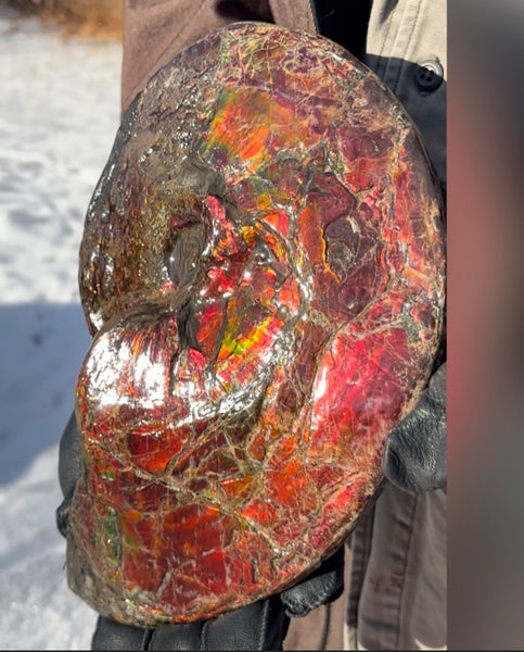 SALE!! Ammolite ,Placenticeras meeki, Double-Sided, Specimen, Fossil,Ammonite, Collector Stone,Home decor,**FREE SHIPPING***　AF-127