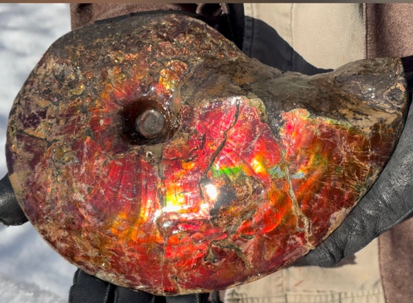 SALE!! Ammolite ,Placenticeras meeki, Double-Sided, Specimen, Fossil,Ammonite, Collector Stone,Home decor,**FREE SHIPPING***　AF-127