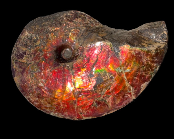 SALE!! Ammolite ,Placenticeras meeki, Double-Sided, Specimen, Fossil,Ammonite, Collector Stone,Home decor,**FREE SHIPPING***　AF-127