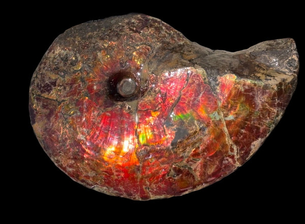 SALE!! Ammolite ,Placenticeras meeki, Double-Sided, Specimen, Fossil,Ammonite, Collector Stone,Home decor,**FREE SHIPPING***　AF-127