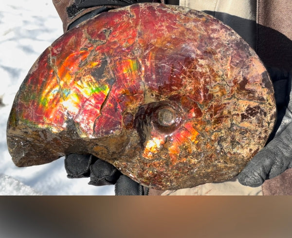 SALE!! Ammolite ,Placenticeras meeki, Double-Sided, Specimen, Fossil,Ammonite, Collector Stone,Home decor,**FREE SHIPPING***　AF-127