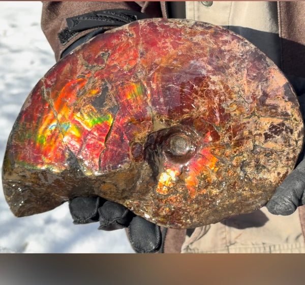 SALE!! Ammolite ,Placenticeras meeki, Double-Sided, Specimen, Fossil,Ammonite, Collector Stone,Home decor,**FREE SHIPPING***　AF-127