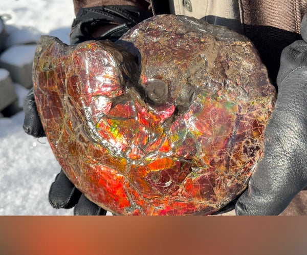 SALE!! Ammolite ,Placenticeras meeki, Double-Sided, Specimen, Fossil,Ammonite, Collector Stone,Home decor,**FREE SHIPPING***　AF-127