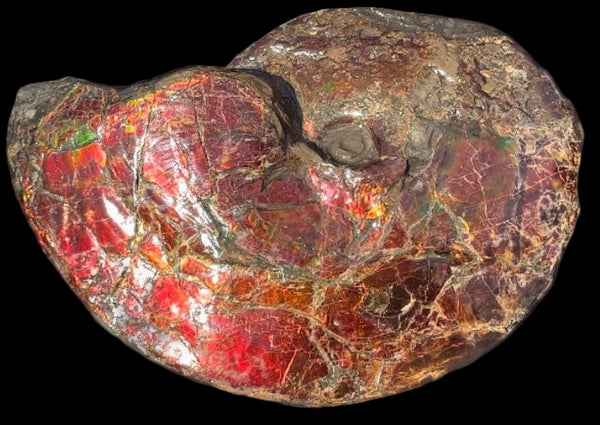 SALE!! Ammolite ,Placenticeras meeki, Double-Sided, Specimen, Fossil,Ammonite, Collector Stone,Home decor,**FREE SHIPPING***　AF-127