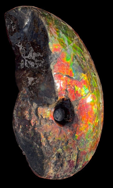 SALE!! Ammolite ,Placenticeras meeki, Double-Sided, Specimen, Fossil,Ammonite, Collector Stone,Home decor,**FREE SHIPPING***　AF-127