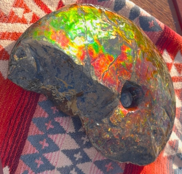 SALE!! Ammolite ,Placenticeras meeki, Double-Sided, Specimen, Fossil,Ammonite, Collector Stone,Home decor,**FREE SHIPPING***　AF-127