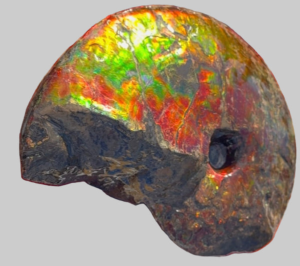 SALE!! Ammolite ,Placenticeras meeki, Double-Sided, Specimen, Fossil,Ammonite, Collector Stone,Home decor,**FREE SHIPPING***　AF-127