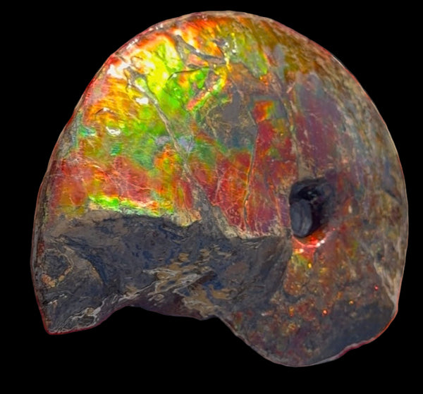 SALE!! Ammolite ,Placenticeras meeki, Double-Sided, Specimen, Fossil,Ammonite, Collector Stone,Home decor,**FREE SHIPPING***　AF-127