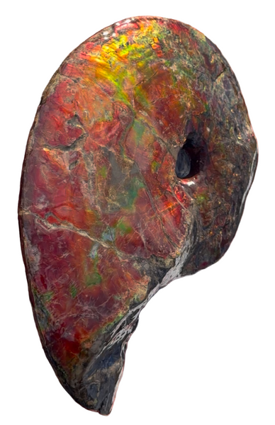 SALE!! Ammolite ,Placenticeras meeki, Double-Sided, Specimen, Fossil,Ammonite, Collector Stone,Home decor,**FREE SHIPPING***　AF-127