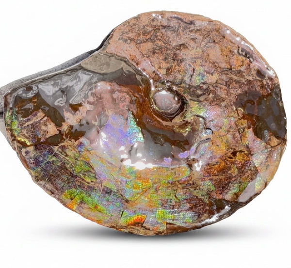 10.8” Ammolite Placenticeras Intercalare ***Free Shipping***  AF-134 Ammolite  Ammonite Fossil