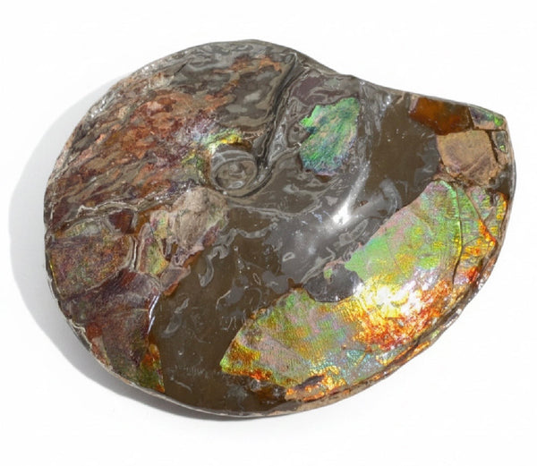 10.8” Ammolite Placenticeras Intercalare ***Free Shipping***  AF-134 Ammolite  Ammonite Fossil