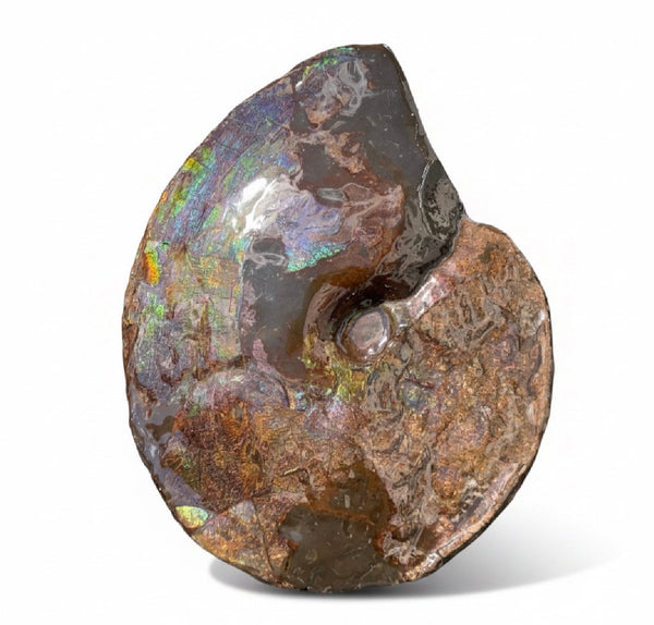 10.8” Ammolite Placenticeras Intercalare ***Free Shipping***  AF-134 Ammolite  Ammonite Fossil