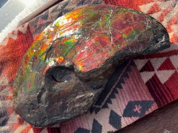 SALE!! Ammolite ,Placenticeras meeki, Double-Sided, Specimen, Fossil,Ammonite, Collector Stone,Home decor,**FREE SHIPPING***　AF-127