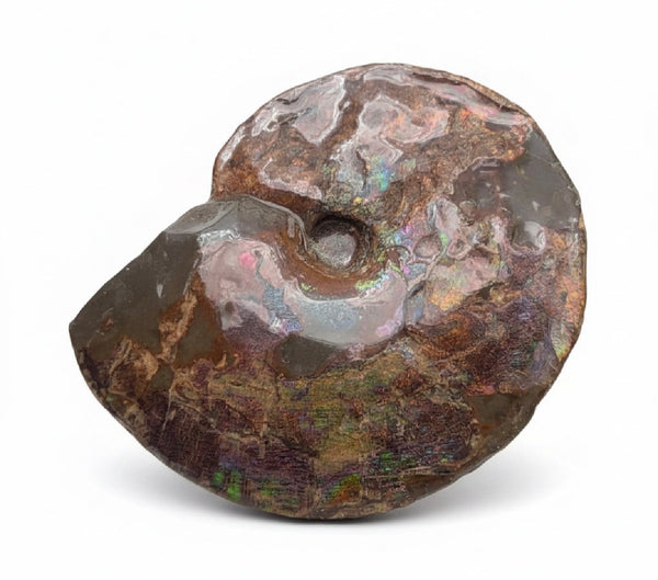10.8” Ammolite Placenticeras Intercalare ***Free Shipping***  AF-134 Ammolite  Ammonite Fossil