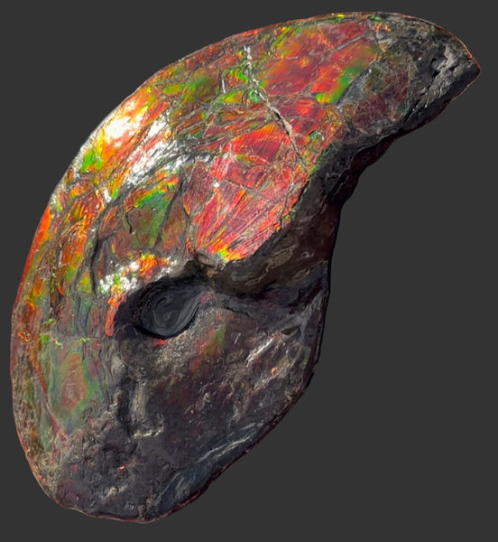 SALE!! Ammolite ,Placenticeras meeki, Double-Sided, Specimen, Fossil,Ammonite, Collector Stone,Home decor,**FREE SHIPPING***　AF-127