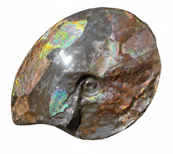 10.8” Ammolite Placenticeras Intercalare ***Free Shipping***  AF-134 Ammolite  Ammonite Fossil