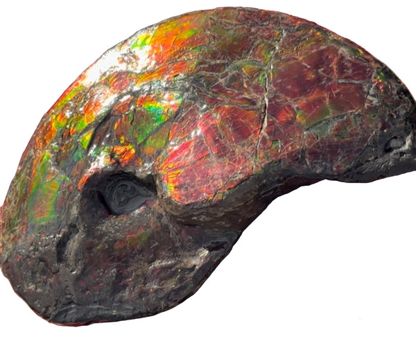 SALE!! Ammolite ,Placenticeras meeki, Double-Sided, Specimen, Fossil,Ammonite, Collector Stone,Home decor,**FREE SHIPPING***　AF-127