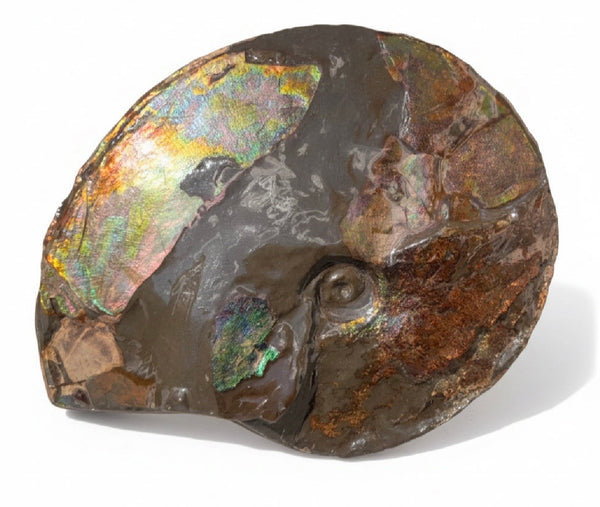 10.8” Ammolite Placenticeras Intercalare ***Free Shipping***  AF-134 Ammolite  Ammonite Fossil