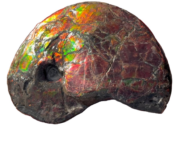 SALE!! Ammolite ,Placenticeras meeki, Double-Sided, Specimen, Fossil,Ammonite, Collector Stone,Home decor,**FREE SHIPPING***　AF-127
