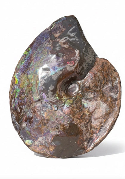 10.8” Ammolite Placenticeras Intercalare ***Free Shipping***  AF-134 Ammolite  Ammonite Fossil