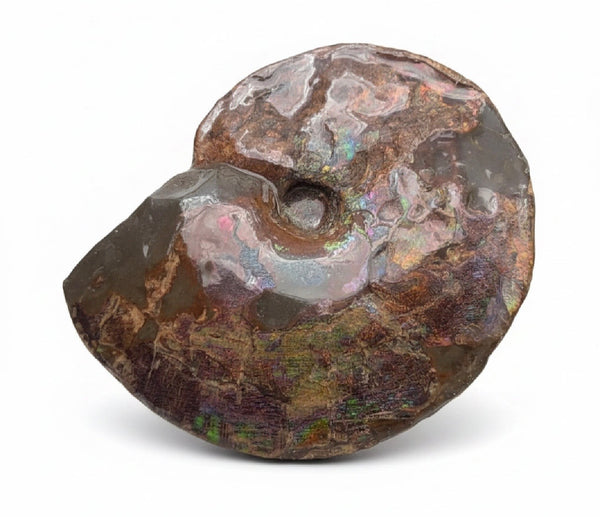10.8” Ammolite Placenticeras Intercalare ***Free Shipping***  AF-134 Ammolite  Ammonite Fossil