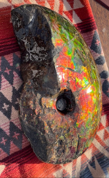 SALE!! Ammolite ,Placenticeras meeki, Double-Sided, Specimen, Fossil,Ammonite, Collector Stone,Home decor,**FREE SHIPPING***　AF-127